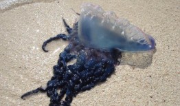 鲨鱼、熊、短吻鳄：阿拉巴马州海滩及其他地方的夏季野生动物