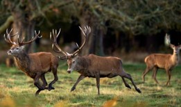 在交配季节，皇家公园警告伦敦人，发情的雄鹿可能很危险
