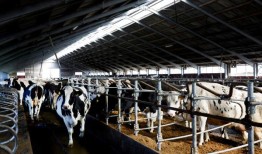 美国食品药品监督管理局在多州爆发的禽流感中检测奶酪