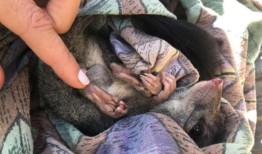 今年的有袋动物升温，考拉和滑翔机与动物交配至死