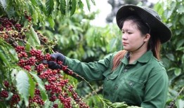 自由贸易协定扩大了越南咖啡在英国市场的存在