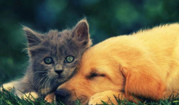 碉堡啥意思,“碉堡”竟有这些含义，你一定不知道！