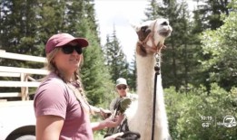 丹佛市区夜间发生6起枪击事件，造成3人死亡，7人受伤