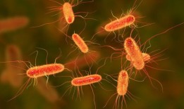 医生警告说，侵袭英国的高度传染性超级细菌对抗生素有抗药性