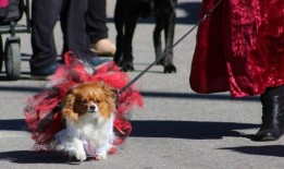 这是2024年莫比尔地区的狂欢节游行时间表