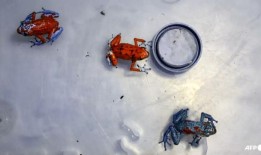 波哥大机场查获130只毒蛙