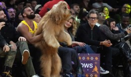 谁是布罗迪？这只TikTok上著名的服务犬穿着奥斯汀·里夫斯的球衣，坐在湖人队和尼克斯队的比赛场边