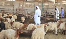 本地牛专用市场即将建成