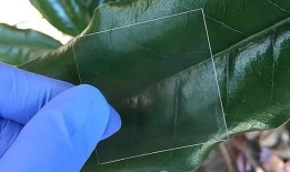 透明木材，你的智能手机屏幕可以用它来制作