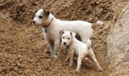 退伍军人事务部将在两年内基本上结束对狗和猫的动物试验