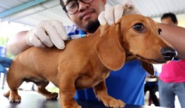 通过给宠物接种疫苗来降低患狂犬病的风险