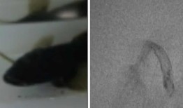 研究发现，日本鳗鱼可以通过它们的鳃逃脱捕食者的胃