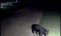 被胡椒喷雾击中的摇滚歌手，被特警队拖出悍马