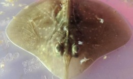 濒临灭绝的毛根鳐从麦夸里港移走后死于圈养繁殖计划