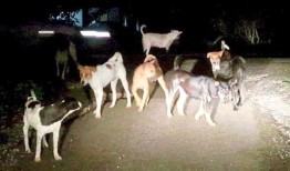 通过给宠物接种疫苗来降低患狂犬病的风险