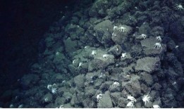 幽灵蟹的踪迹让科学家们有了非凡的水下发现