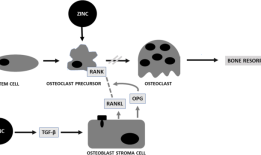 锌在骨组织健康和再生中的作用综述