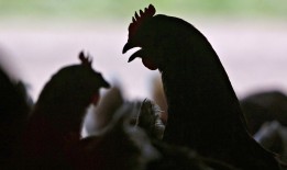 到目前为止，美国的9例人类感染禽流感的病例告诉了我们关于这种疾病的什么