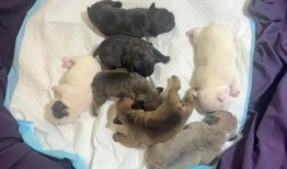 上周末，新泽西州一名饲养员被指控将7只小狗留在Apex炎热的车里