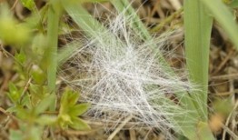 无人目击吗？阿拉巴马州自己的雷达之谜引发了阴谋论，军事谣言