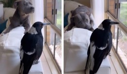 澳大利亚喜鹊和狗狗在喧嚣之后重聚