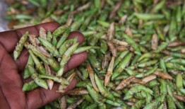 蚱蜢都到哪里去了？乌干达的昆虫商人很难找到富含蛋白质的昆虫