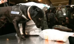 流入爱尔兰的毒品“大幅增加”