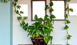 避免一件事将意味着你的室内植物不会在这个冬天死亡