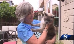 猫在黄石公园失踪后，走了1000英里回到主人的家