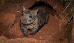 今年的有袋动物升温，考拉和滑翔机与动物交配至死