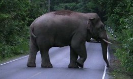 春蓬人死于明显的自杀