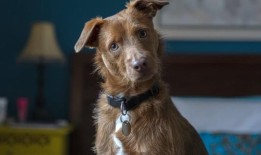 在英国，狗的疾病首次传播给人类——以下是你需要知道的