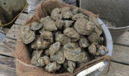 阿拉巴马州牡蛎预测：至少今年有迹象表明收成良好