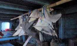 在新界水域检获鱼翅后，印尼渔民认罪