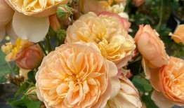 桃红色是潘通2024年的年度色彩。超级马鞭草：桃红色的马鞭草，所有的颜色都与草相似无色芯片卡。照片：克里斯·布朗摄影／TNS