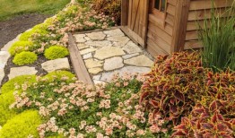 桃红色是潘通2024年的年度色彩。超级马鞭草：桃红色的马鞭草，所有的颜色都与草相似无色芯片卡。照片：克里斯·布朗摄影／TNS