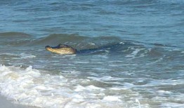 鲨鱼、熊、短吻鳄：阿拉巴马州海滩及其他地方的夏季野生动物