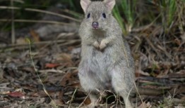 今年的有袋动物升温，考拉和滑翔机与动物交配至死