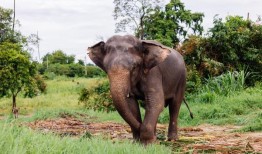 研究发现，大象会叫对方的名字