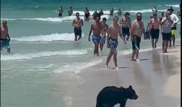 鲨鱼、熊、短吻鳄：阿拉巴马州海滩及其他地方的夏季野生动物