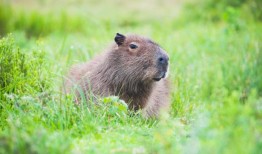 在发现逃跑的水豚后重新捕获的活陷阱