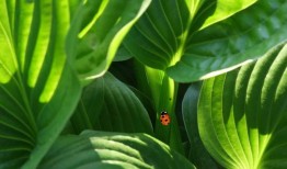 纳米材料可以提高植物对高土壤盐分的耐受性