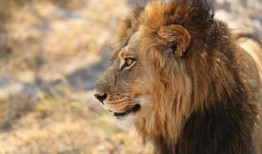 17岁的卡塔尔人在乌姆萨拉尔被狮子袭击：报道