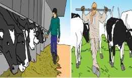 牧场：粮食安全之路