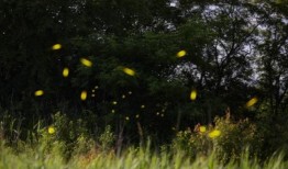 自然的节奏：理解振荡系统中的同步性