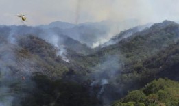 夏威夷野火摧毁了部分脆弱物种赖以生存的雨林