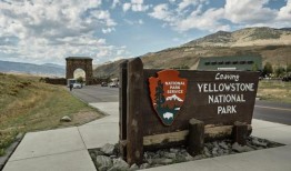 猫在黄石公园失踪后，走了1000英里回到主人的家