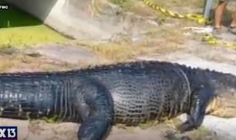 可怕的随身摄像机镜头显示，14英尺长的鳄鱼在吞食被拖进运河的女子后肿胀起来