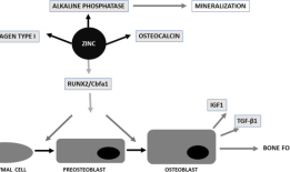 锌在骨组织健康和再生中的作用综述