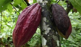 西非降雨预报导致可可价格下跌